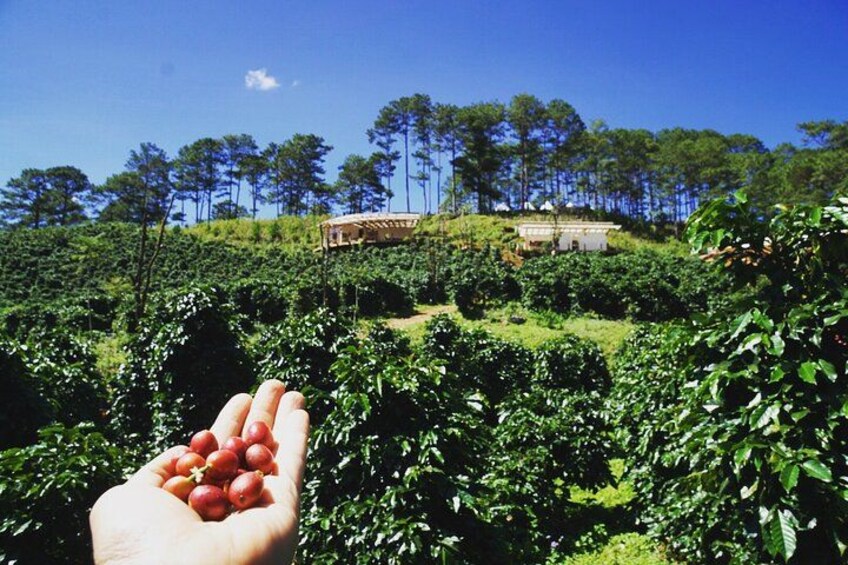 Coffee Farm Tour with Roasting & Tasting Workshop - Da Lat 2