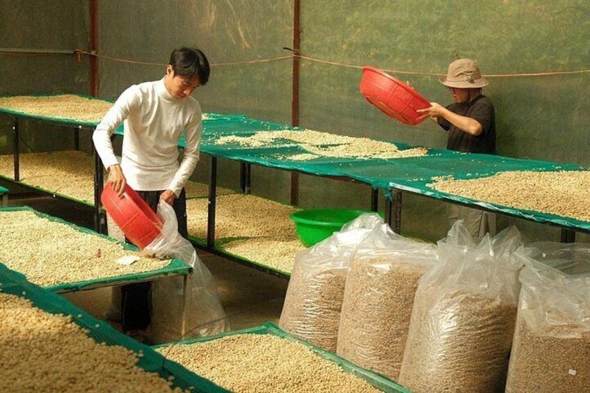 Coffee Farm Tour with Roasting & Tasting Workshop - Da Lat 4