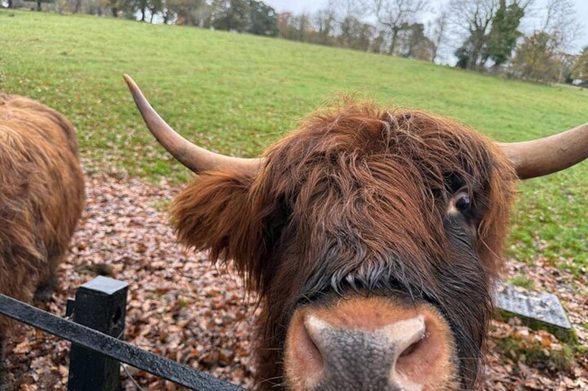 A yak with large horns and shaggy fur, standing in a grassy field with a fence in the foreground. 2