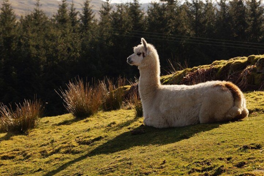 Un lama se repose sur une colline herbeuse, avec une forêt en arrière-plan. 5