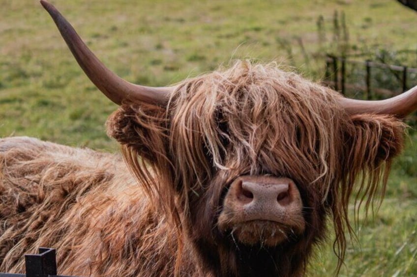 A Highland cow with long hair and curved horns in a grassy field. 1