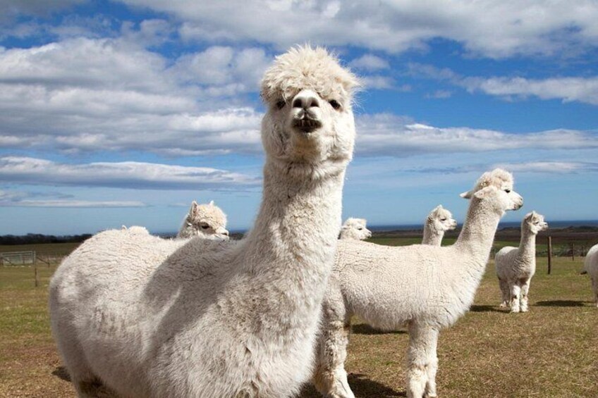 Un grupo de alpacas blancas en un campo cubierto de hierba con cielo despejado. 1