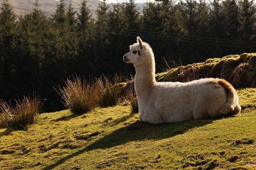 A white llama resting on a grassy hill with a forested background. 5
