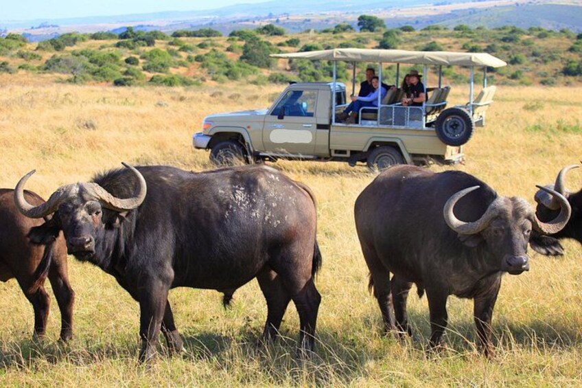 A safari vehicle with passengers, three buffaloes, and a grassy savanna landscape. 3