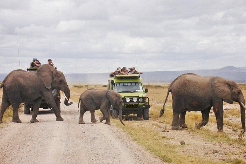 A safari vehicle with passengers and elephants on a dirt road. 1