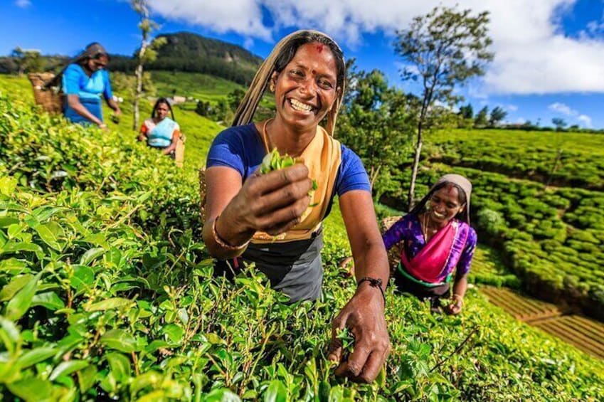 Kandy All Inclusive Day Tour from Colombo 1