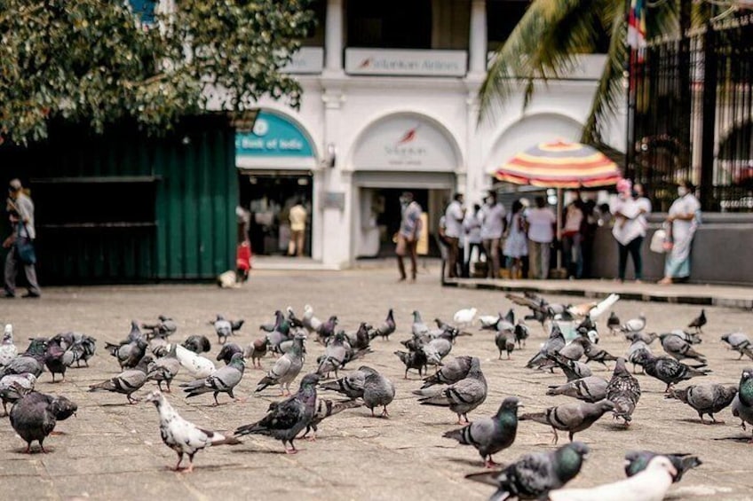 Kandy All Inclusive Day Tour from Colombo 3