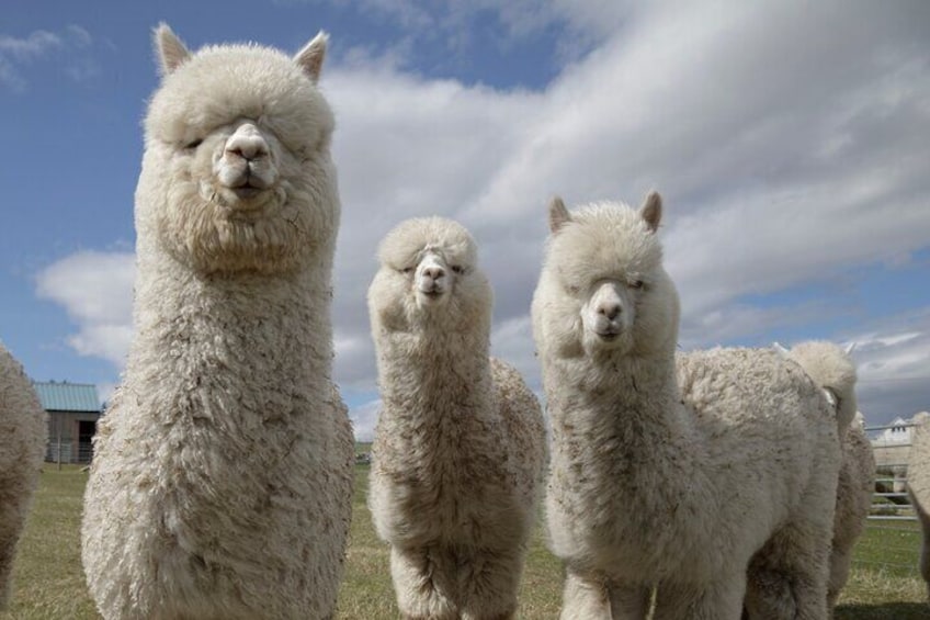 Three white alpacas standing in a grassy field with a cloudy sky. 1