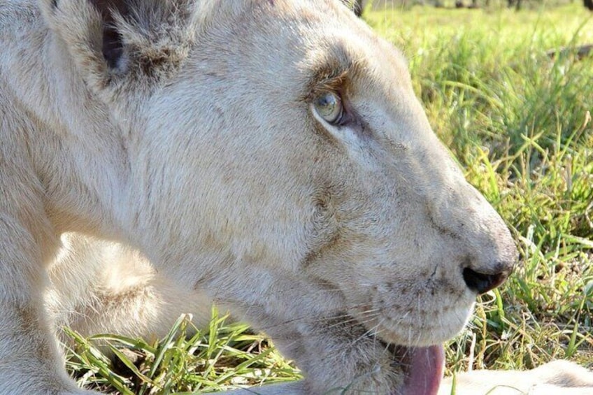 1-Day Lion & Safari Park Guided Experience from Johannesburg 1