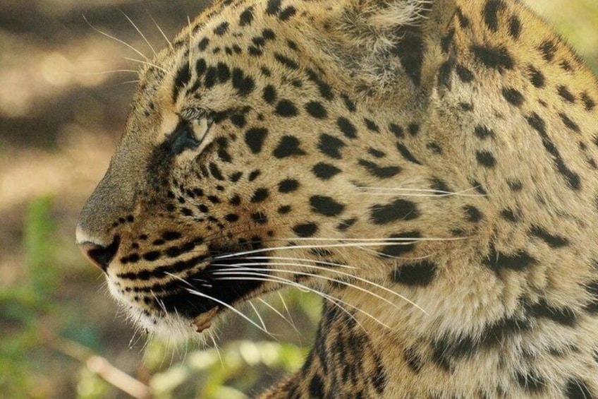 1-Day Lion & Safari Park Guided Experience from Johannesburg 2