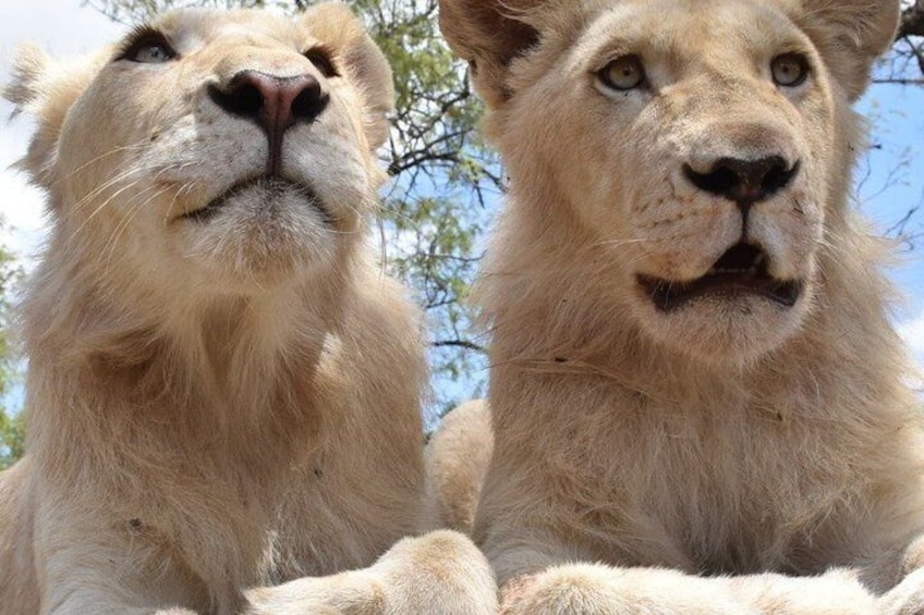 1-Day Lion & Safari Park Guided Experience from Johannesburg 3