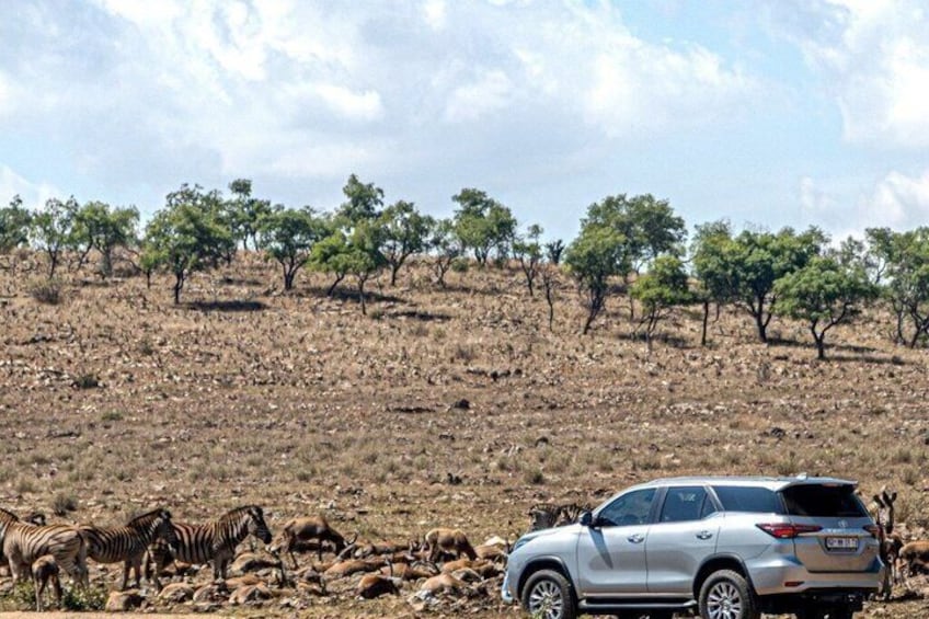 1-Day Lion & Safari Park Guided Experience from Johannesburg 5
