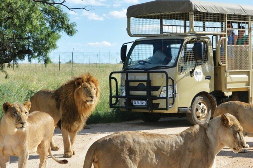 A safari vehicle, lions, and a fenced area. 1
