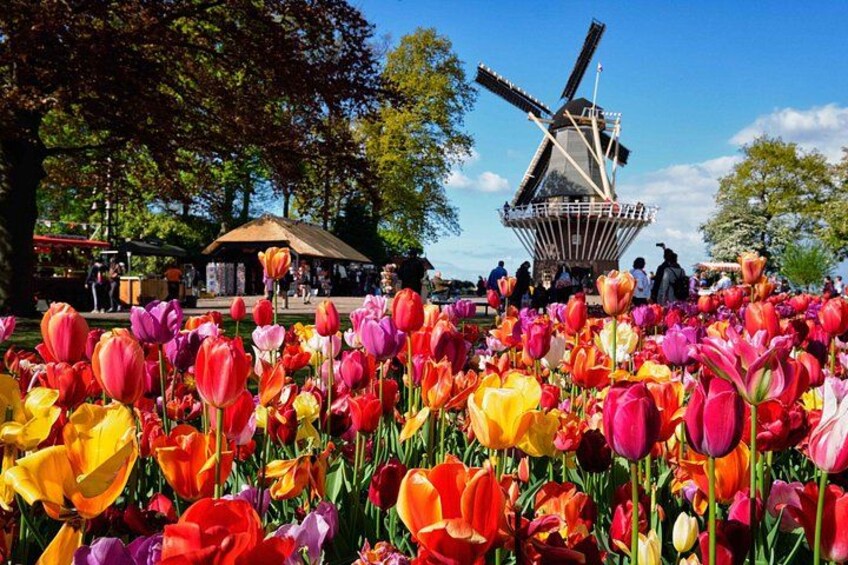 Un campo di tulipani con un mulino a vento sullo sfondo. 2