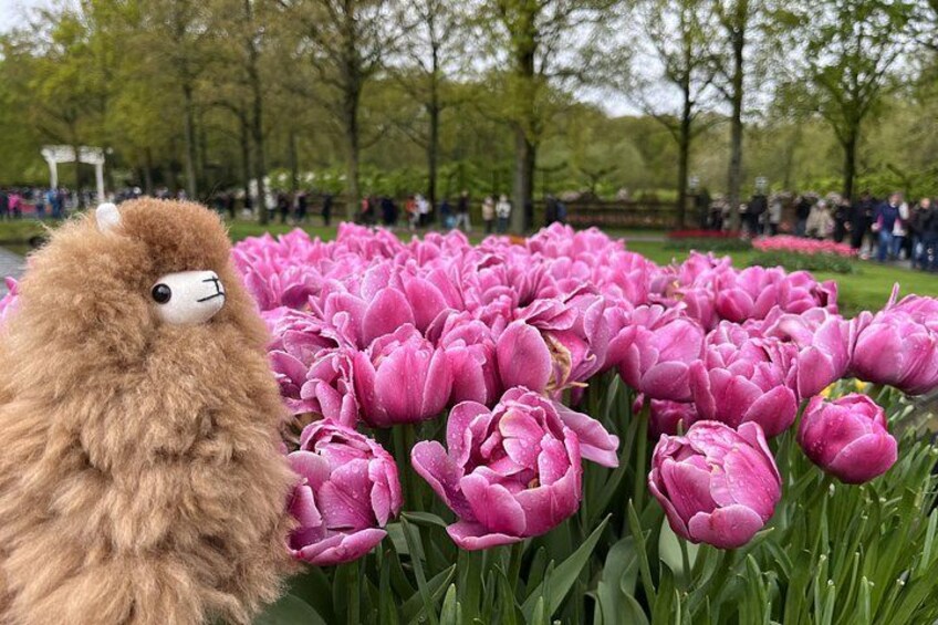 Un tenero lama tra tulipani rosa in un parco. 1