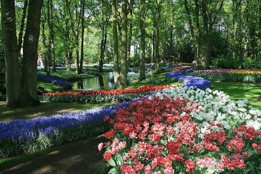 Tulip Paradise: Keukenhof Half-Day Private Tour 4