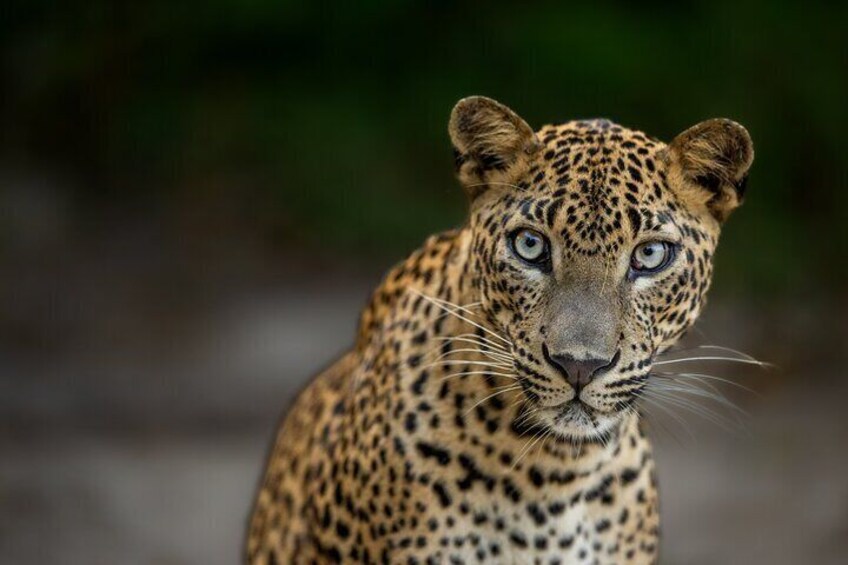 Yala National Park Guided Safaris 1