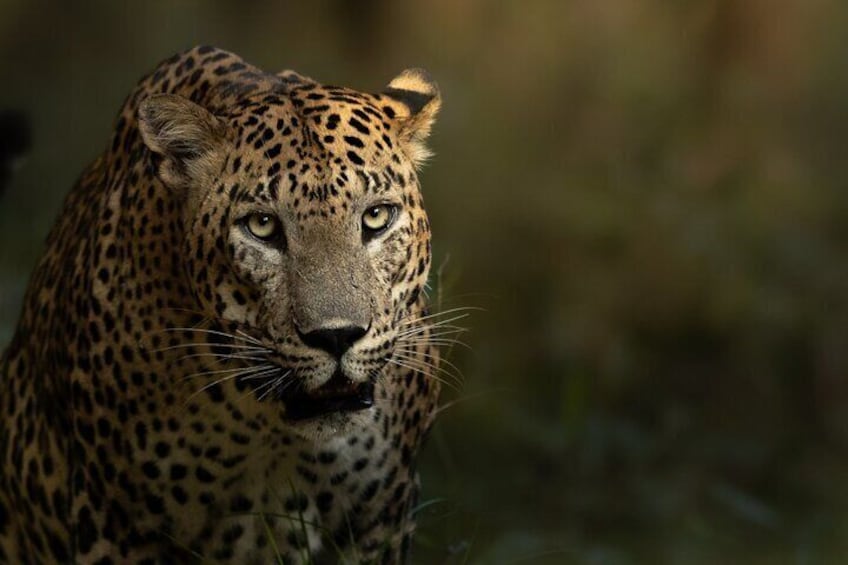 Yala National Park Guided Safaris 4