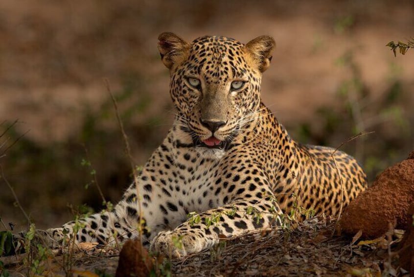 Yala National Park Guided Safaris 5