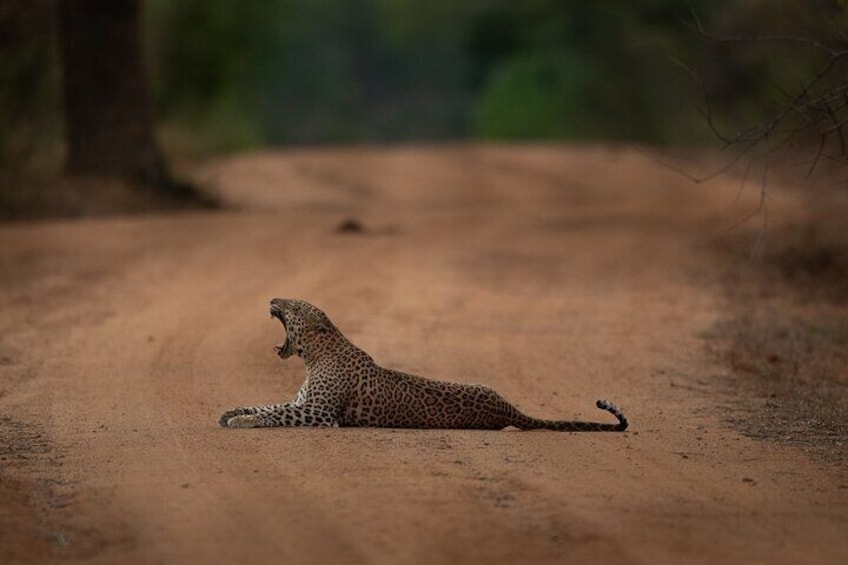 Yala National Park Guided Safaris 2