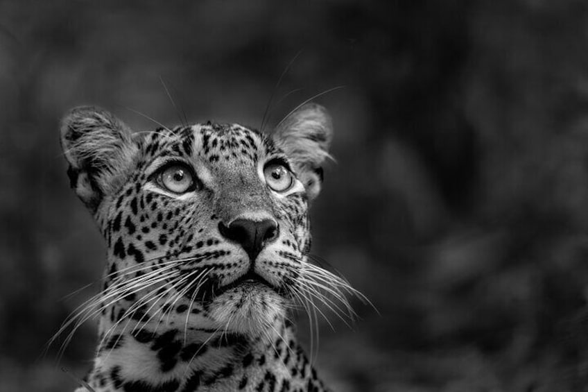 Yala National Park Guided Safaris 3
