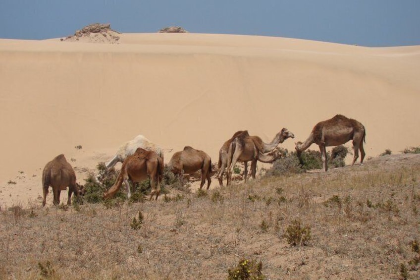 Taghazout Dunes Timlaline Private Tour Check-out from Agadir 2