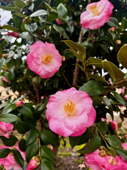 Pink flowers with green leaves. 2