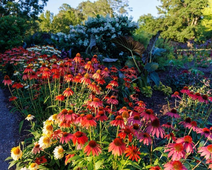 A garden with red and white flowers, green foliage, and trees in the background. 3
