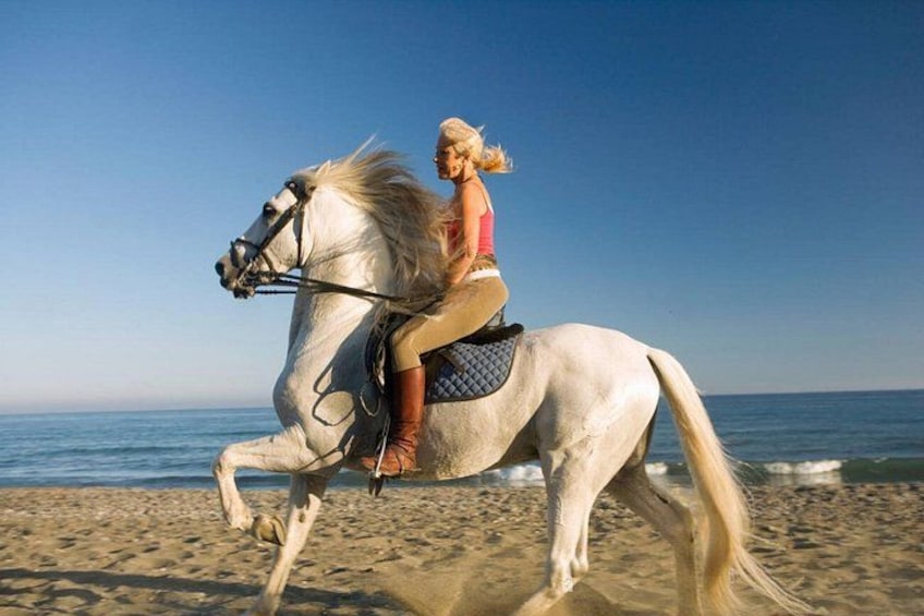 Casablanca Sunset Fun Horseback Ride on the Beach 3