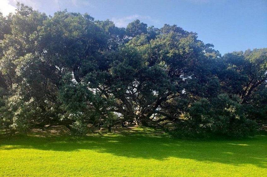 Un grande albero con folta vegetazione in un prato erboso. 4