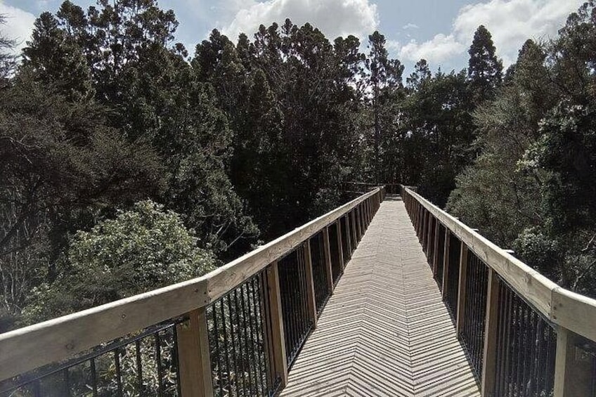 Un ponte di legno con ringhiere, immerso in una fitta foresta. 2