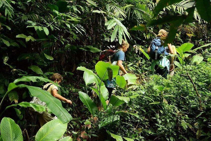 People hiking through a dense jungle with large green leaves and thick vegetation. 4