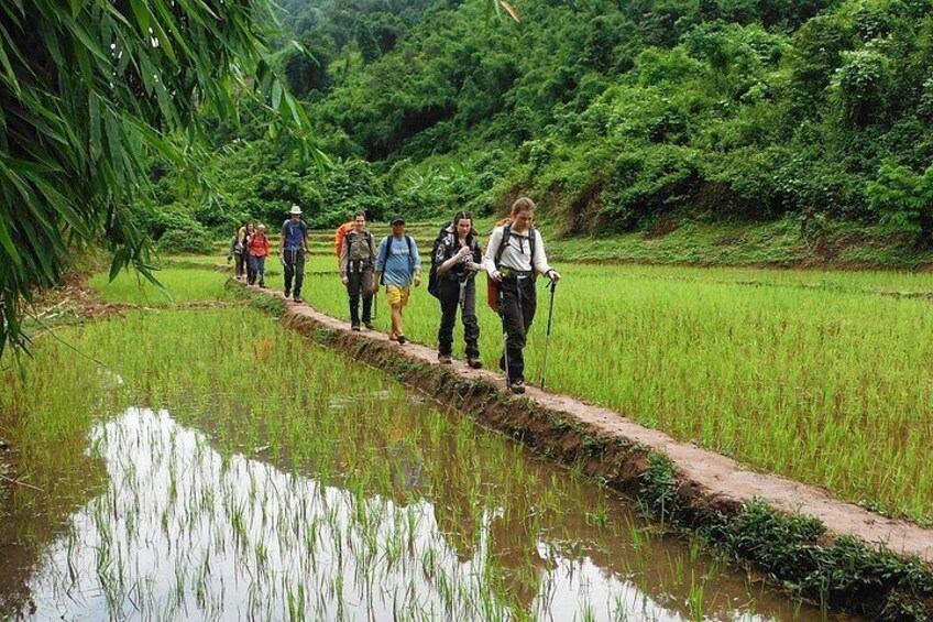 A group of people walking along a narrow path over a waterlogged field, surrounded by lush greenery. 2