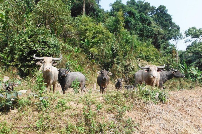 A group of water buffalo in a natural, forested area with dense vegetation and a dry grassy foreground. 3