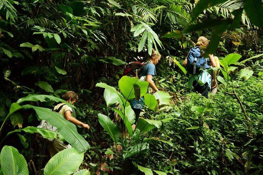 People hiking through a dense jungle with large green leaves and thick vegetation. 1