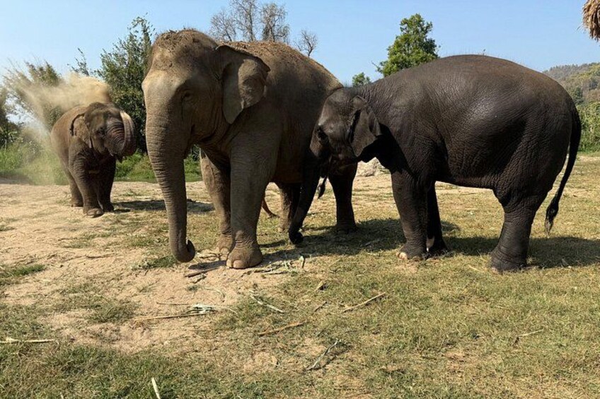 Trois éléphants dans une savane aride, avec quelques arbres clairsemés en arrière-plan. 1