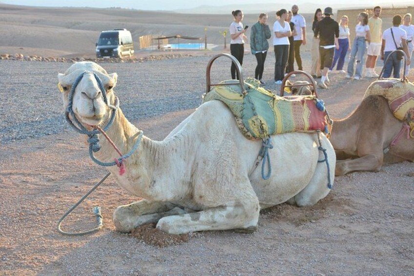 Two camels with saddles in a desert setting with people in the background. 3