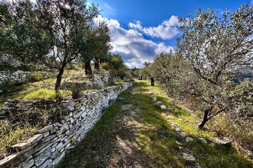A stone wall with olive trees on a hillside. 1