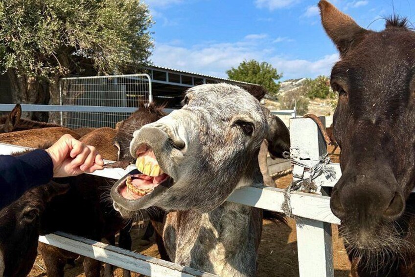 Cyprus: Private Lefkara Village & Olive Oil Tasting Tour 2