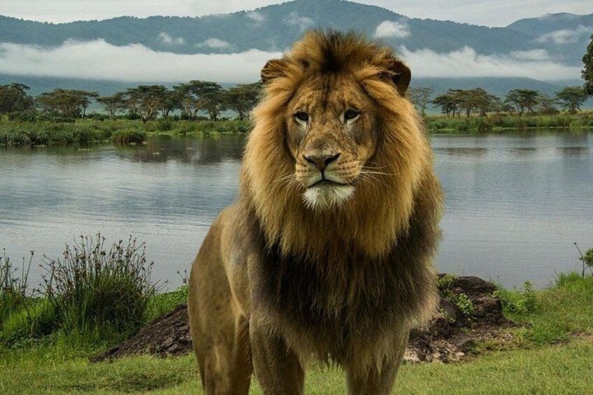 A lion standing by a lake with mountains in the background. 2