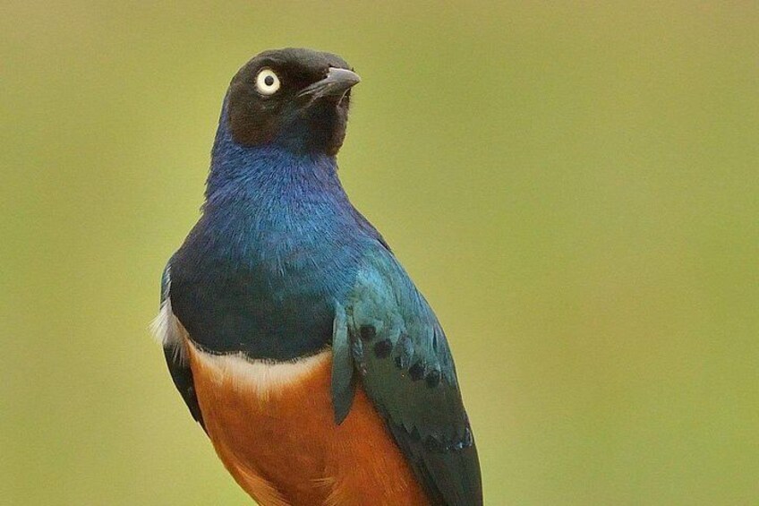 A bird with blue and orange feathers perched on a branch. 4