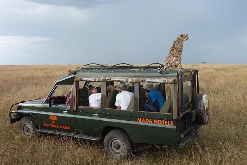 A safari vehicle with a cheetah on top, passengers inside, and a dry grassland landscape. 3