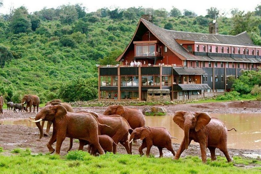 A herd of elephants walking near a large building surrounded by lush greenery. 1
