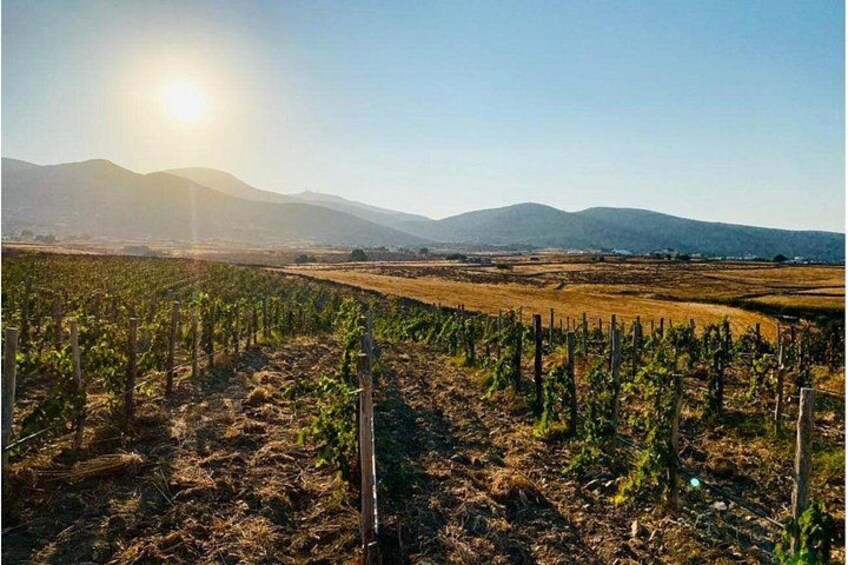 Paros Wine Tasting at a Local Winery 1