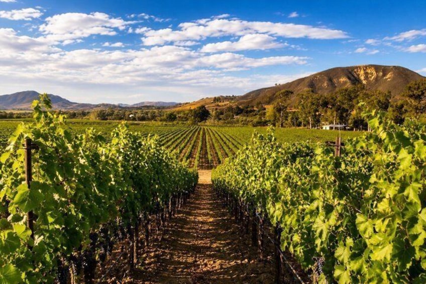 Private Horseback Riding and Wine Tasting Tour 4