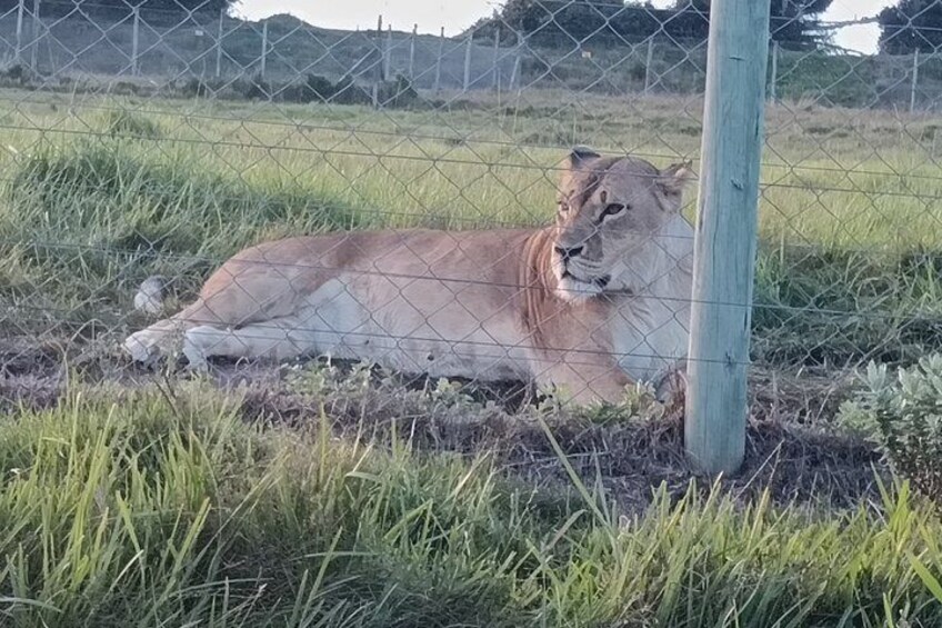 Giraffe Walk Safari and Kragga Kamma Game Park Tour 4