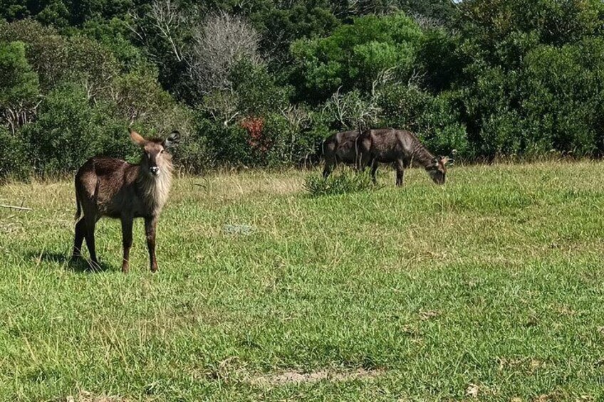 Giraffe Walk Safari and Kragga Kamma Game Park Tour 2