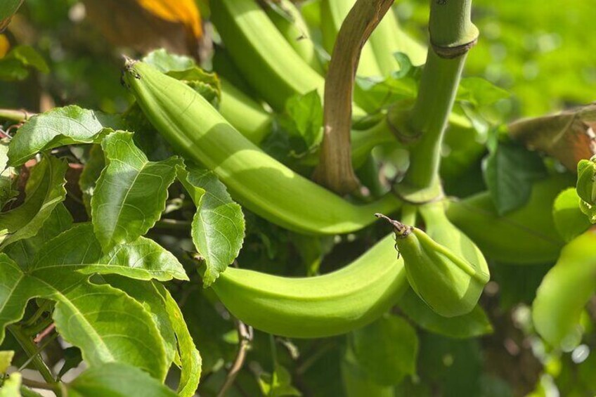 A plant with green leaves and unripe green bananas. 5