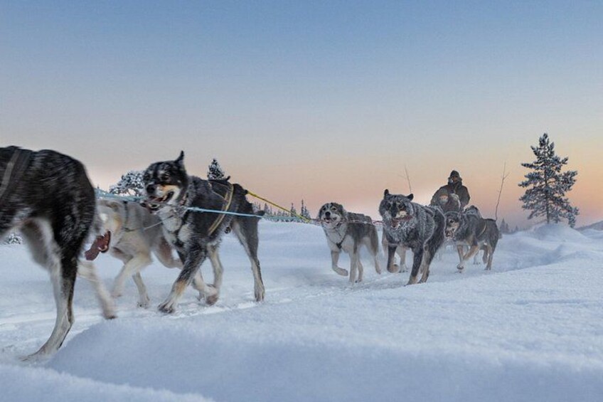 En grupp slädhundar drar en släde genom ett snötäckt landskap. 3