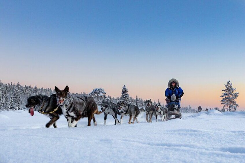 Ett hundspann i ett snöigt landskap, med en person som leder spannet. 1